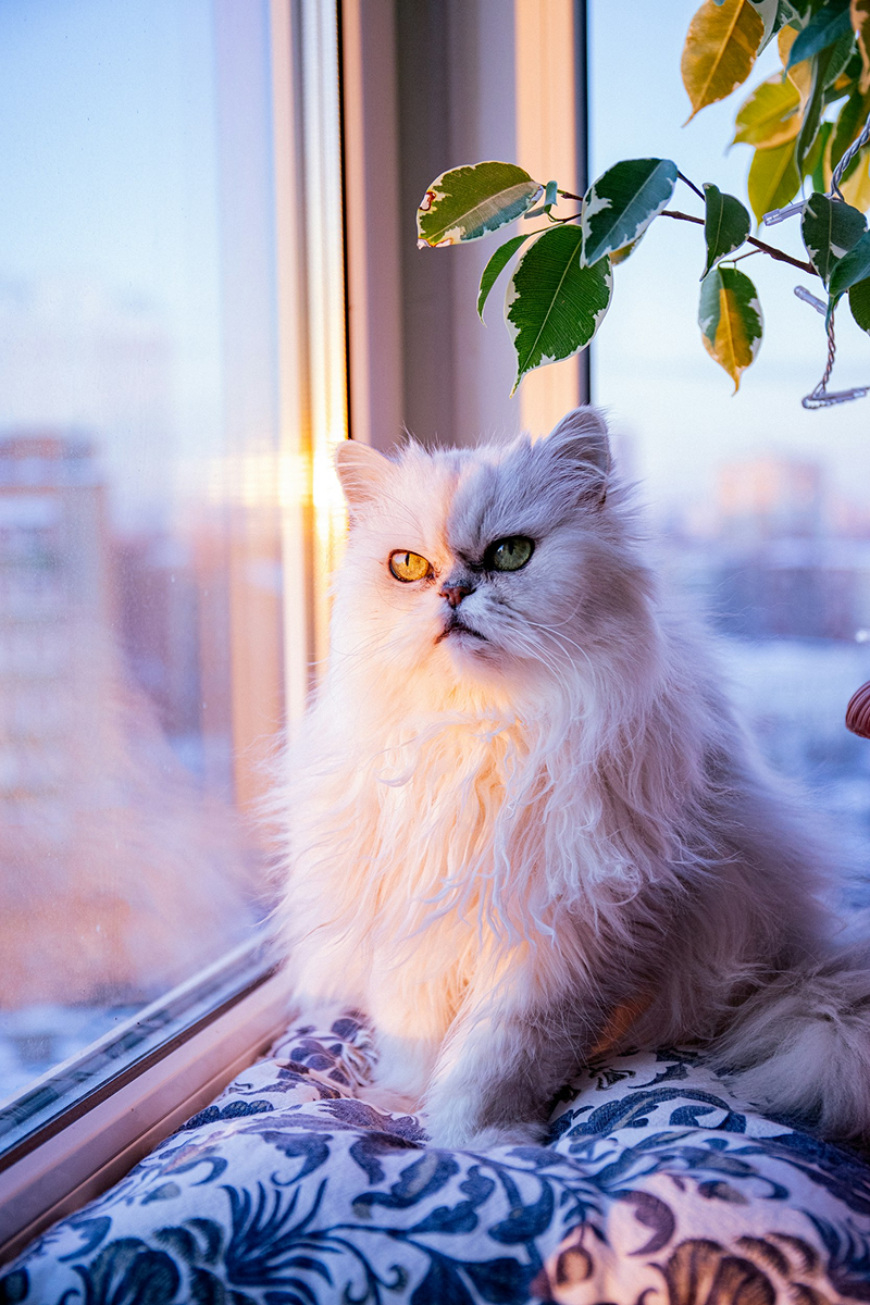 Persian Cat